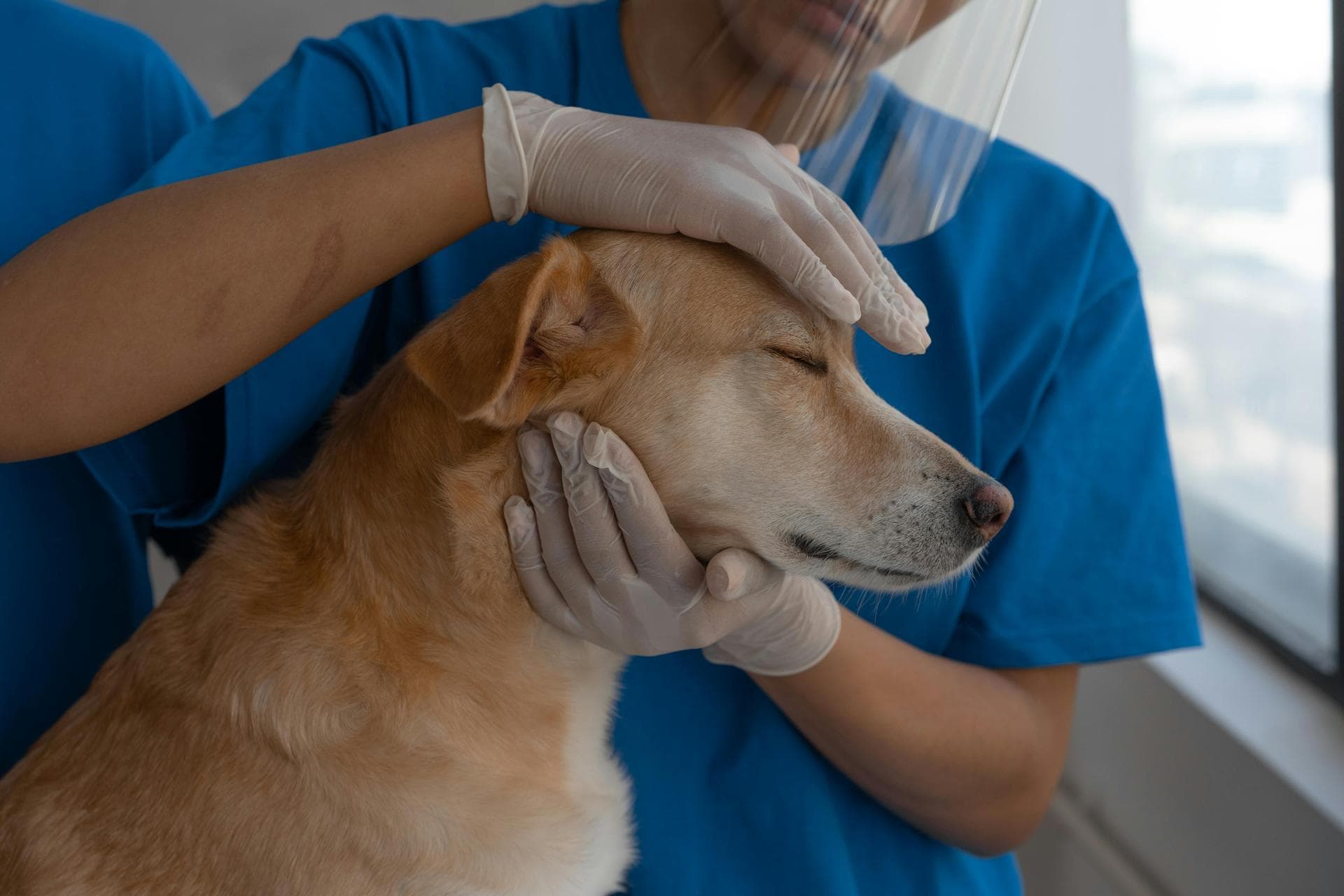 Farm & Large-Animal Vets near Fairfax